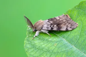 Gypsy Mothon Green Leaf Wallpaper