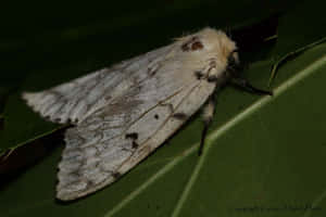 Gypsy Mothon Leaf Wallpaper