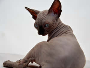 Hairless Canadian Sphynx Cat Enjoying A Sunny Day On A Window Sill Wallpaper
