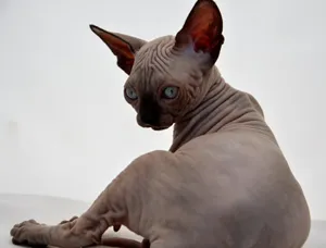 Hairless Canadian Sphynx Cat Enjoying A Sunny Day On A Window Sill Wallpaper