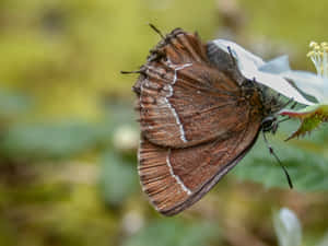Hairstreak_ Butterfly_on_ Flower_900x675 Wallpaper