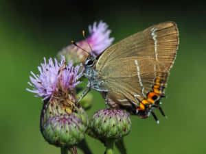 Hairstreak_ Butterfly_on_ Purple_ Flowers.jpg Wallpaper