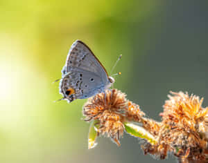 Hairstreak Butterflyon Flower Buds Wallpaper