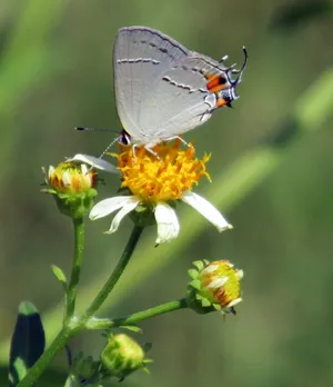 Hairstreak Butterflyon Flower.jpg Wallpaper