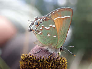 Hairstreak Butterflyon Flower Wallpaper