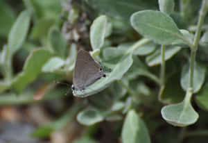 Hairstreak Butterflyon Green Leaves Wallpaper