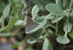 Hairstreak Butterflyon Green Leaves Wallpaper