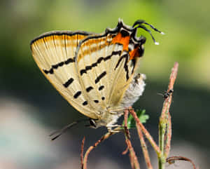 Hairstreak Butterflyon Plant Wallpaper