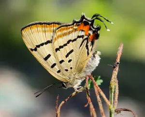 Hairstreak Butterflyon Plant Wallpaper