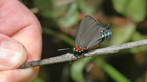 Hairstreak Butterflyon Twig Wallpaper