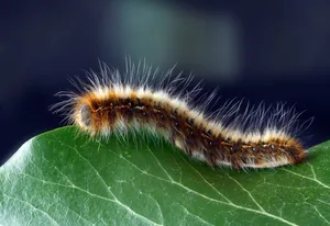 Hairy Caterpillar Like A Worm Wallpaper