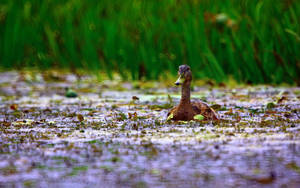 Half Body Duck Wallpaper