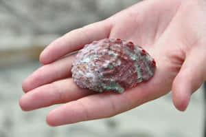 Haliotis Shellin Hand Wallpaper