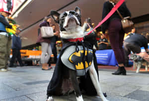 Halloween_ Batdog_ Costume Wallpaper