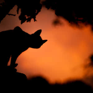 Halloween Cat Silhouette Orange Sky Wallpaper