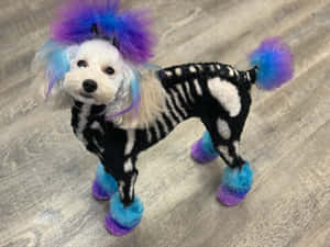 Halloween Costumed Dogwith Skeleton Paint Wallpaper