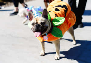 Halloween Costumed French Bulldog Wallpaper