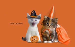 Halloween Costumed Kittens Orange Backdrop Wallpaper