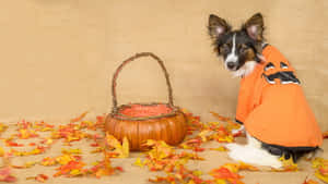 Halloween Dog With Pumpkin Basket Wallpaper