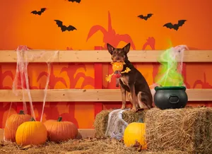 Halloween Dog With Pumpkinand Cauldron Wallpaper