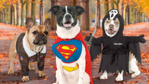 Halloween Dogsin Costumes Fall Backdrop Wallpaper