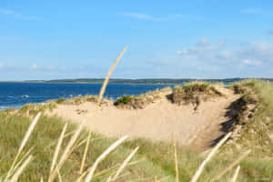 Halmstad Coastal Dunes Path Wallpaper