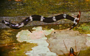 Hammerhead Flatworm On Mossy Surface Wallpaper