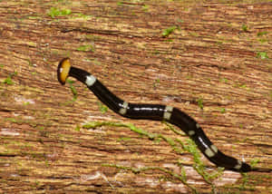 Hammerhead Flatworm On Wood Wallpaper