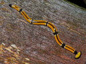 Hammerhead Flatworm On Wood Wallpaper