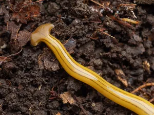 Hammerhead Flatwormin Soil Wallpaper