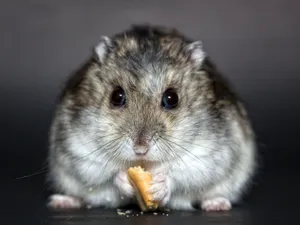 Hamster Eating Treat Wallpaper