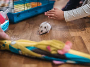 Hamster Exploring Near Cage Wallpaper