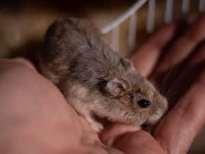 Hamsterin Hand.jpg Wallpaper