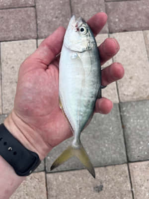 Hand Held Blue Runner Fish Wallpaper