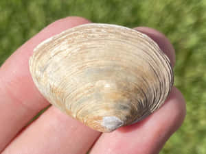 Hand Held Clam Shell Outdoors.jpg Wallpaper