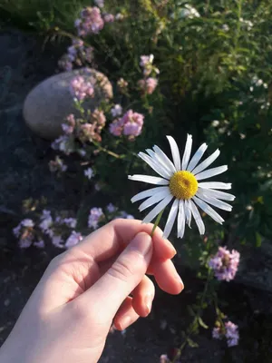 Hand Holding Aesthetic Daisy Wallpaper