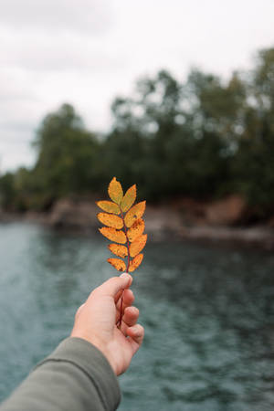 Hand Holding Autumn Leaf Focus Wallpaper