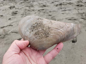 Hand Holding Large Shellon Beach Wallpaper