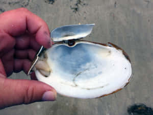 Hand Holding Open Clam Shell Wallpaper