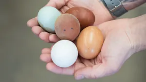 Hand Holding Oval Eggs Wallpaper