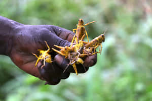 Handfulof Locusts Wallpaper