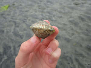 Handheld Cockleon Beach Wallpaper