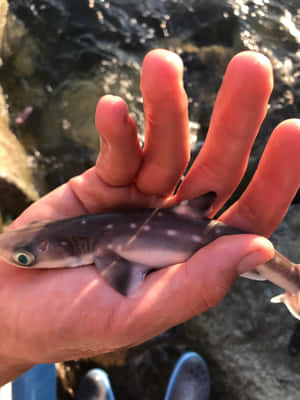 Handheld Spotted Dogfishat Sunset Wallpaper