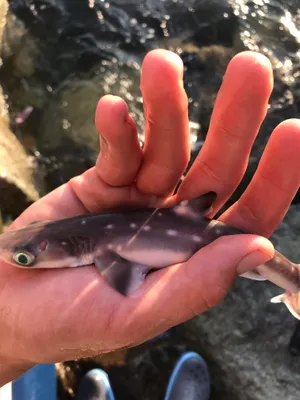 Handheld Spotted Dogfishat Sunset Wallpaper