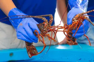 Handling Spiny Lobster Wallpaper