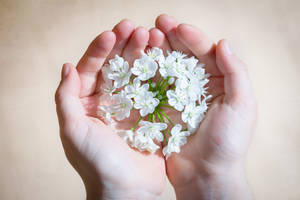 Hands White Flower Wallpaper