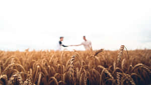 Handshakein Wheat Field Wallpaper