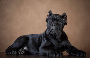 Handsome Black Cane Corso Wallpaper