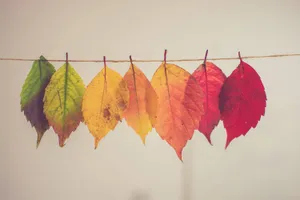 Hanging Leaves In Cute Fall Aesthetic Wallpaper