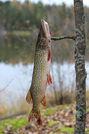 Hanging Pike Tree Wallpaper